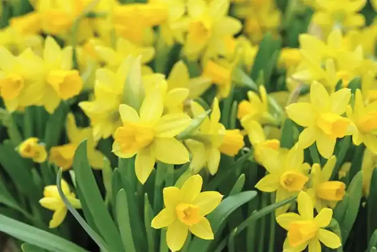 Our Garden Club