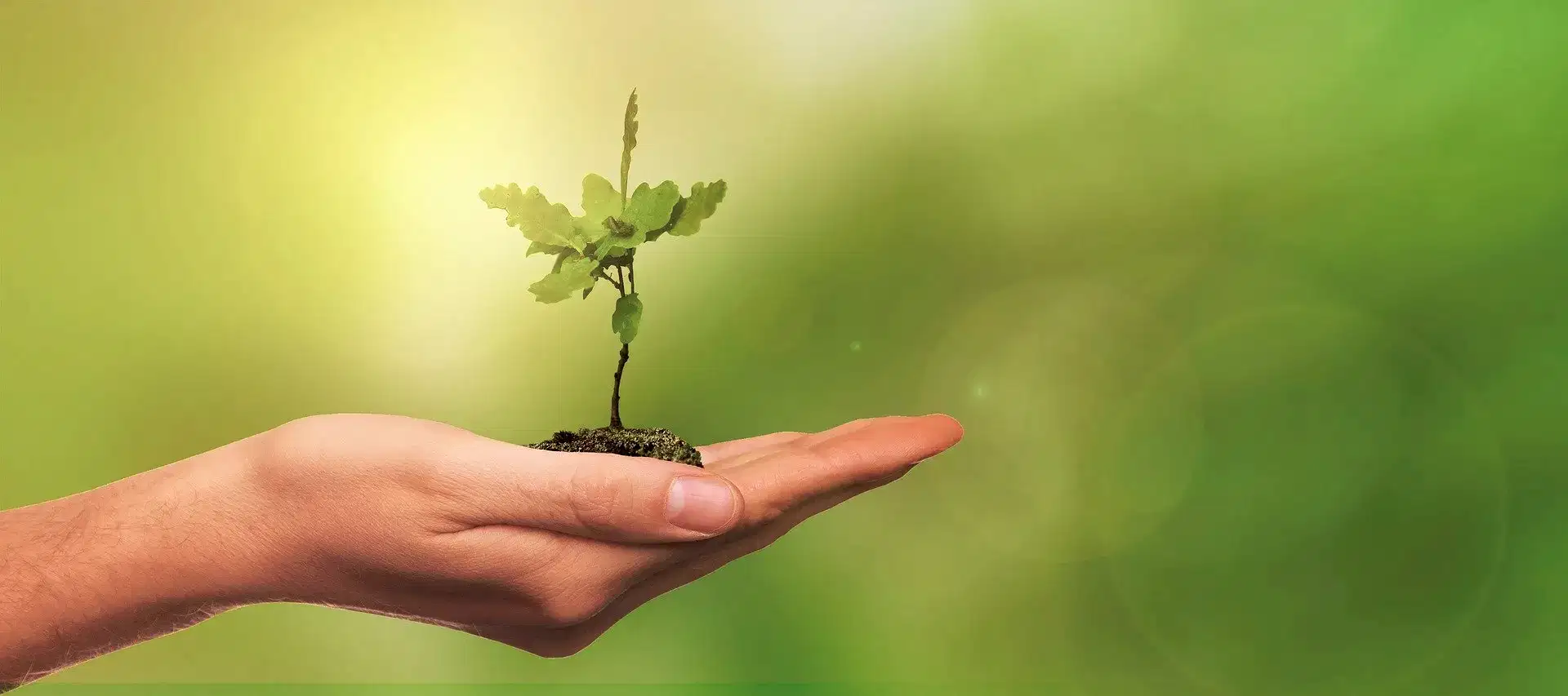 Plants and garden care