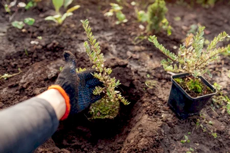 15 garden tips for October