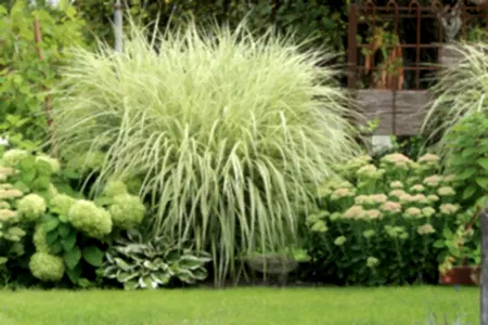 12 garden tips for September