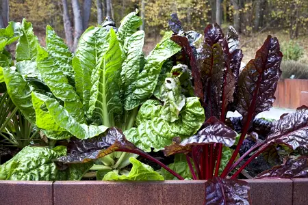 6 vegetables to grow in autumn