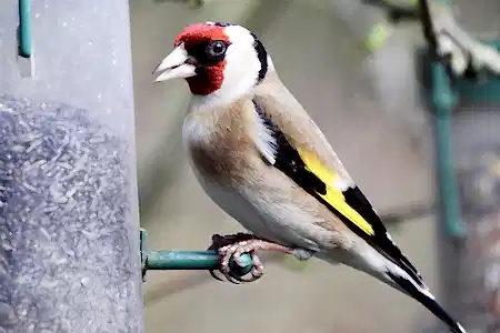 6 ways to attract birds to your garden