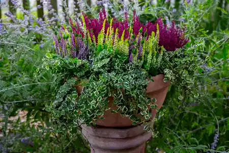 Autumn plants to brighten your garden