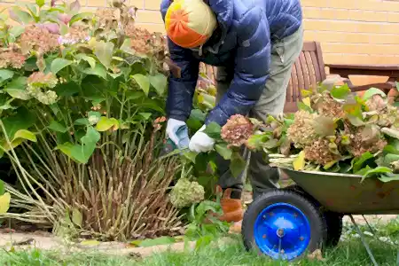 Autumn's garden preparation