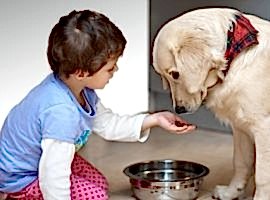 The well-fed dog