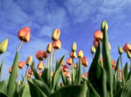 Bulbs