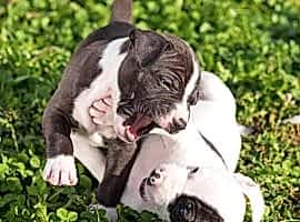 Dog-friendly gardening
