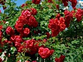 Roses for scent