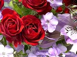 Late summer perennials