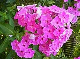 Perennials