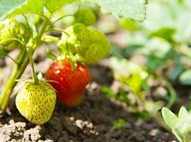 Fruit trees for small spaces