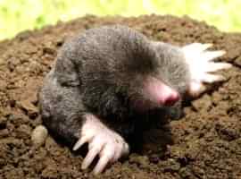 Managing moles