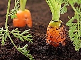 Vegetables