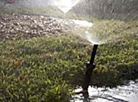 Automatic watering