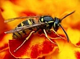 Wasps wasted