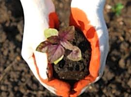 Special feeds for special plants