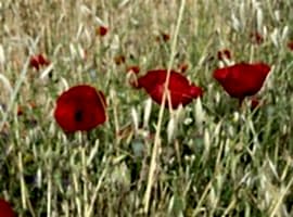 Annual meadows