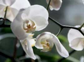 Houseplants
