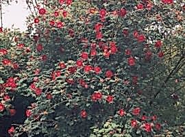 Wild roses