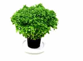 Herbs