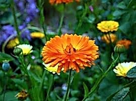 Annuals for wildlife