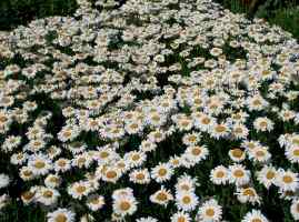 Sowing annuals