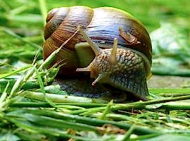 Garden pests