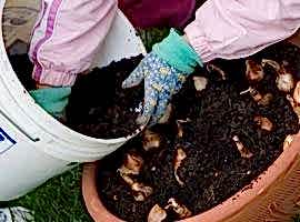 Compost choices