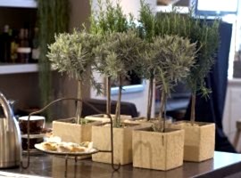 Herbs for beauty