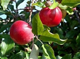 Fruit