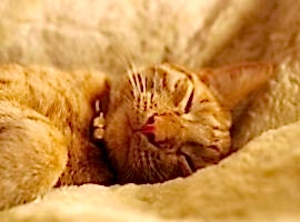 Good beds for happy cats
