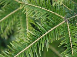 Christmas trees