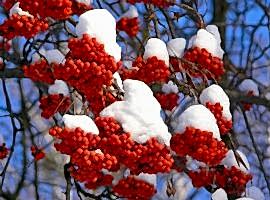 Best winter shrubs
