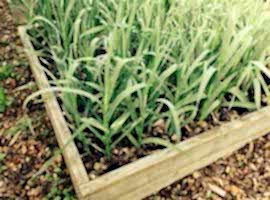 Herb baskets